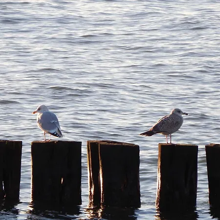 Diekelmann _ Objekt 258 Diedrichshagen (Vorpommern-Greifswald)